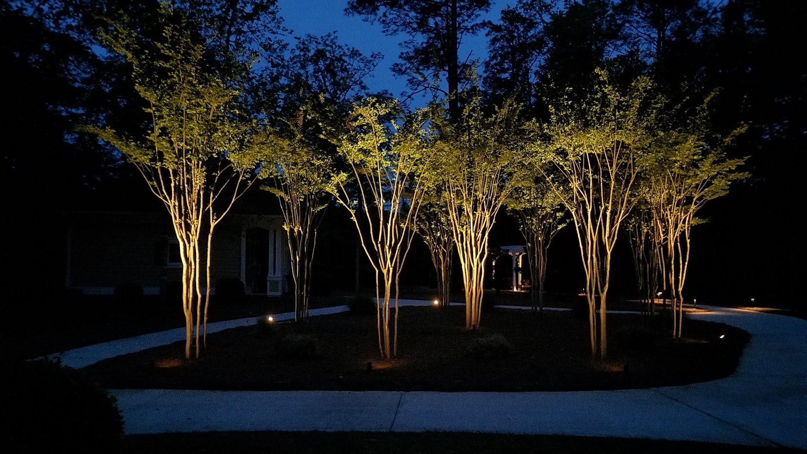 tree outdoor landscape lighting