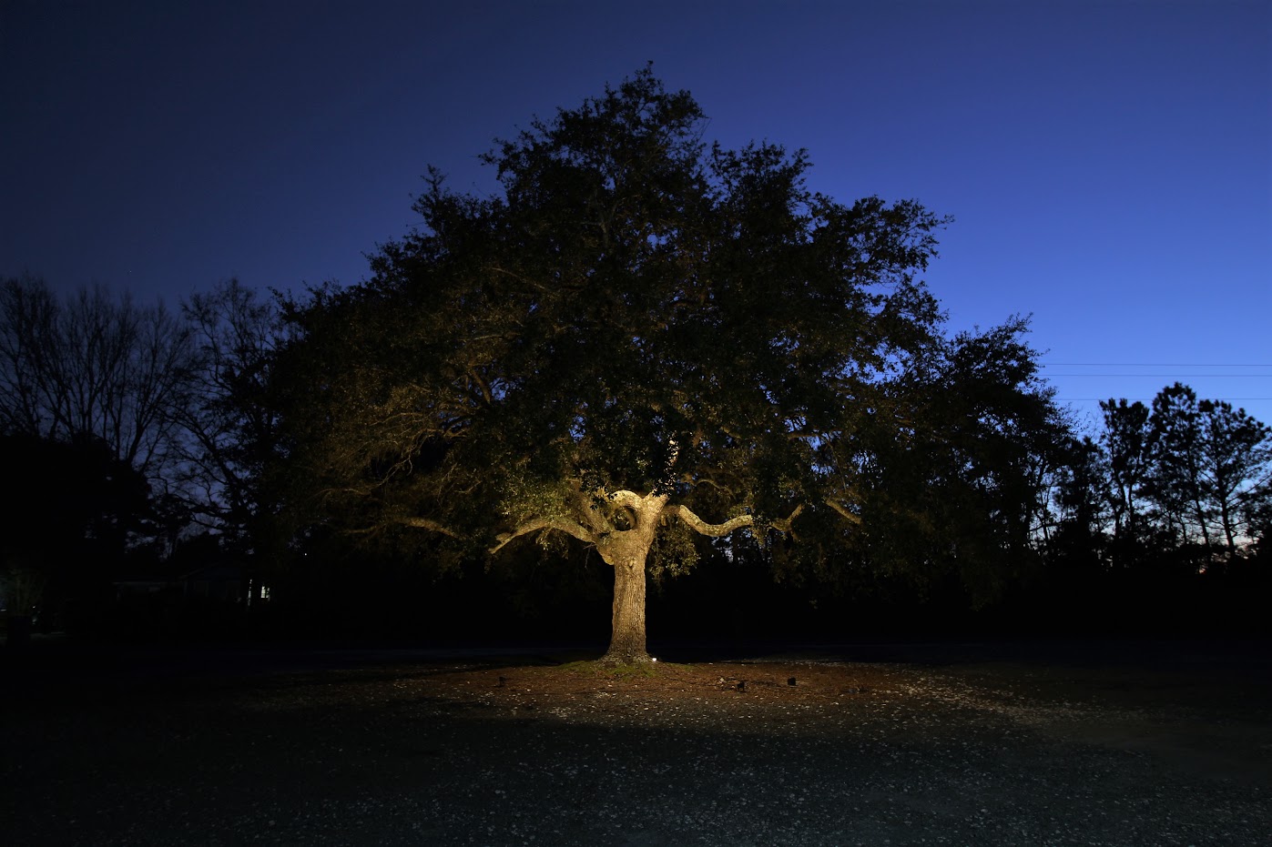 landscape lighting installation for a tree