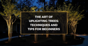The Art of Uplighting Trees: Techniques and Tips for Beginners